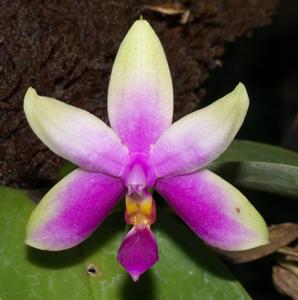 Phalaenopsis violacea