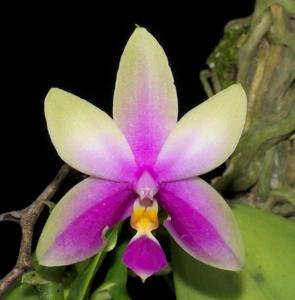 Phalaenopsis bellina