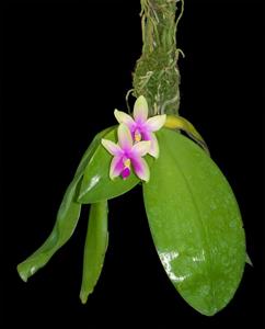 Phalaenopsis violacea