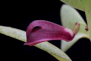Zootrophion atropurpureum