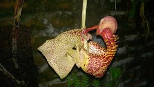 Coryanthes macrantha