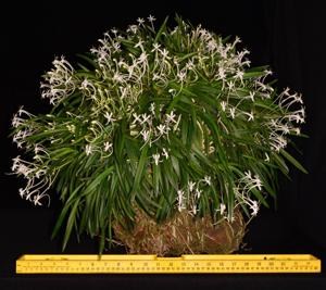 Vanda falcata