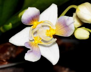 Phalaenopsis equestris