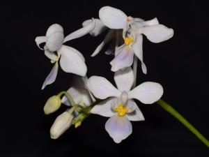 Phalaenopsis equestris