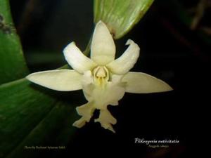 Dendrobium nativitatis