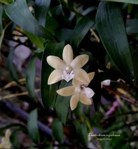 Dendrobium rugulosum