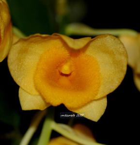 Dendrobium griffithianum