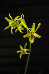 Dendrobium capra