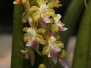 Cleisostoma recurvum