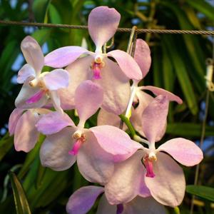 Vanda coerulea