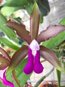 Cattleya bicolor