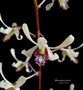 Dendrobium lineale