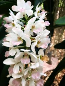 Rhynchostylis gigantea