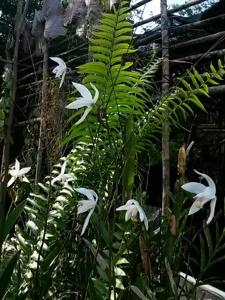 Bromheadia finlaysoniana