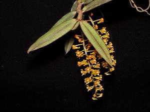 Cleisostoma striatum