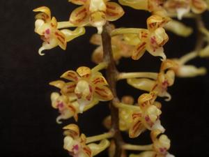 Cleisostoma striatum