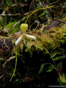 Masdevallia xanthina