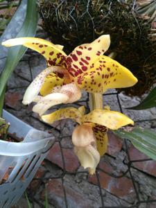 Stanhopea hernandezii