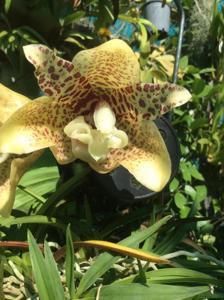 Stanhopea hernandezii