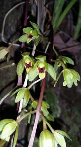 Cymbidium madidum