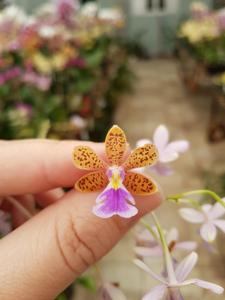 Epidendrum schumannianum