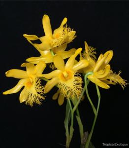 Dendrobium brymerianum