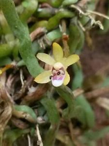 Taeniophyllum hasseltii