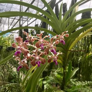 Vanda tricolor var. tricolor