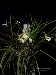 Brassavola subulifolia