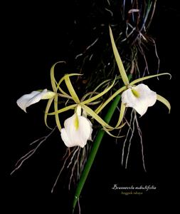 Brassavola subulifolia