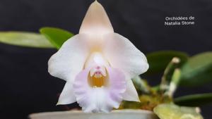 Cattleya alaorii