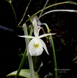 Brassavola flagellaris