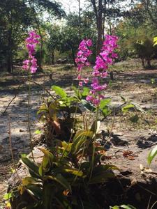 Phalaenopsis buyssoniana