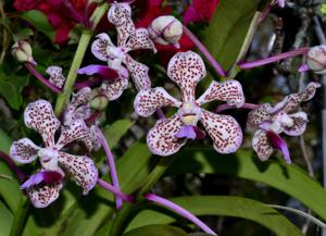 Vanda suavis