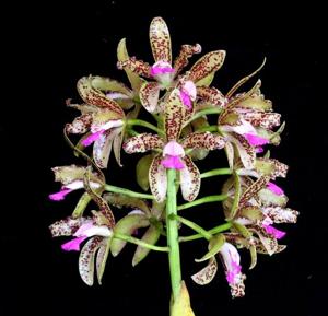 Cattleya tigrina