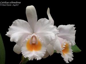 Cattleya schroederae