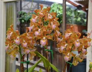 Cattleya velutina