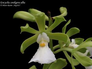 Encyclia cordigera