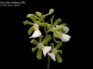 Encyclia cordigera