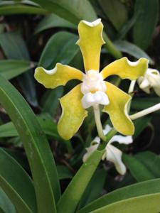 Vanda tessellata