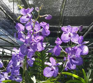 Vanda coerulea