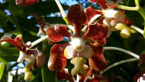 Vanda brunnea