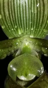 Paphiopedilum braemii