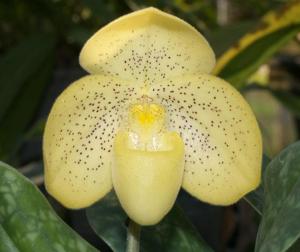 Paphiopedilum concolor