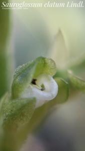Sauroglossum elatum