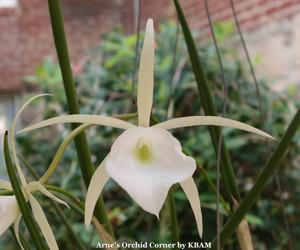 Brassavola tuberculata