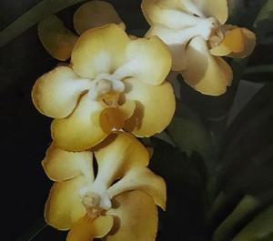 Vanda dearei