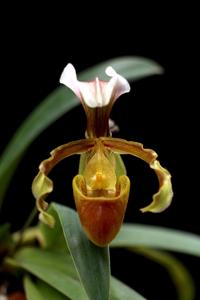 Paphiopedilum coccineum