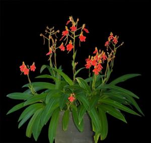 Habenaria rhodocheila