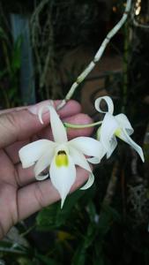 Dendrobium wilsonii